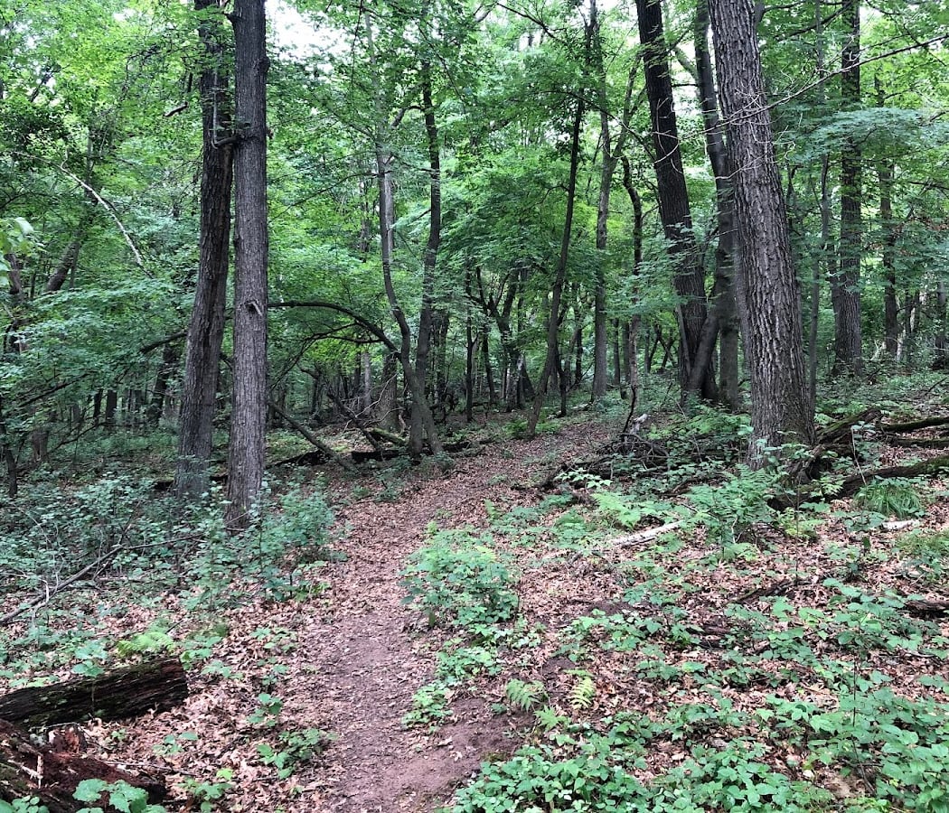Guided Bird Hike 1